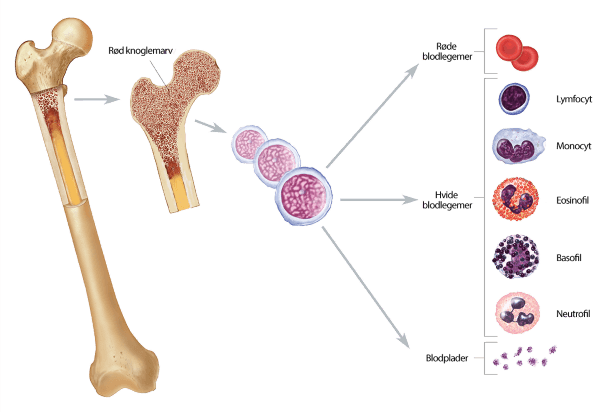 Illustration af knoglemarv