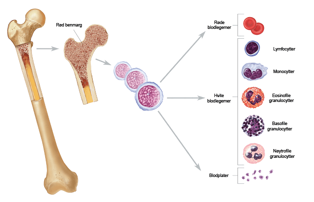 benmarg_illustrasjon